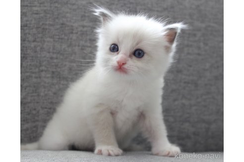 販売中の山梨県のラグドール-120881の4枚目