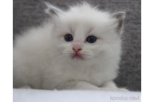 販売中の山梨県のラグドール-120883の4枚目