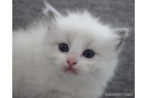 販売中の山梨県のラグドール-120883の3枚目