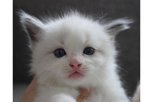 販売中の山梨県のラグドール-120884の3枚目