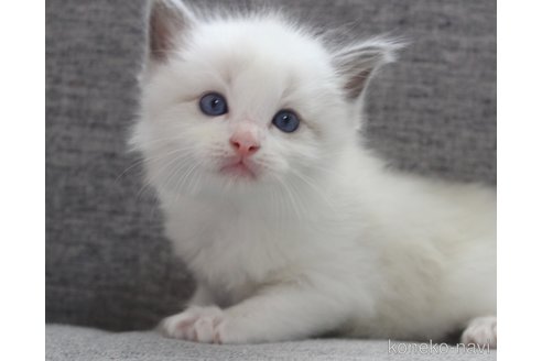 販売中の山梨県のラグドール-120884の2枚目