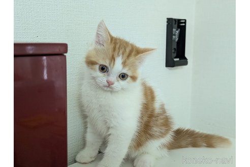 販売中の大阪府のミヌエット-114570の11枚目