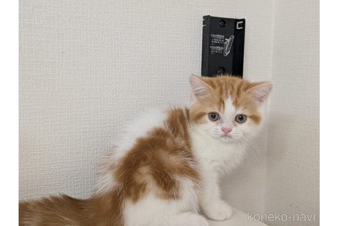 販売中の大阪府のミヌエット-114570の8枚目