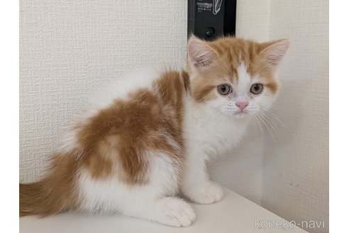 販売中の大阪府のミヌエット-114570の10枚目