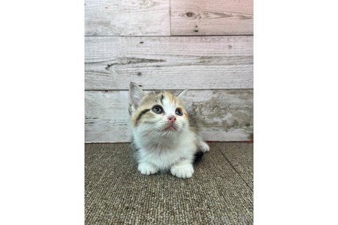販売中の兵庫県のマンチカン(短足)-120888の7枚目