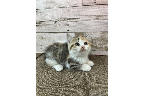 販売中の兵庫県のマンチカン(短足)-120888の2枚目