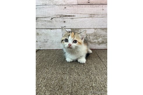 販売中の兵庫県のマンチカン(短足)-120888の3枚目