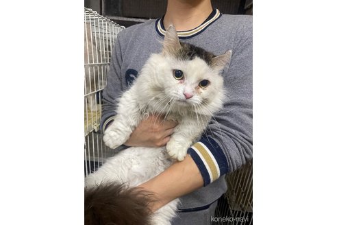 プフくん1枚目