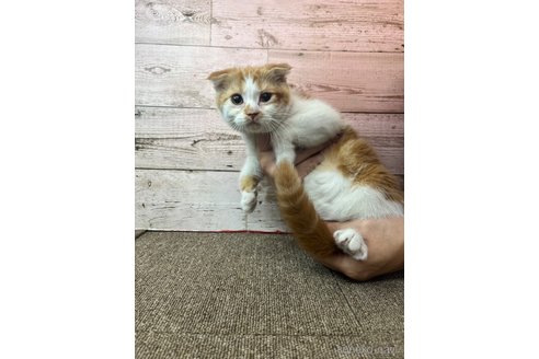 販売中の兵庫県のスコティッシュフォールド(折れ耳)-120890