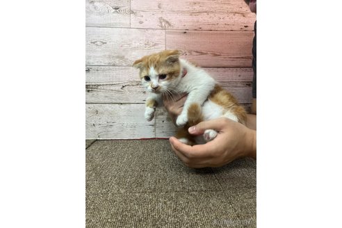 販売中の兵庫県のスコティッシュフォールド(折れ耳)-120890の2枚目