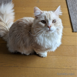 ツナマヨくん1枚目