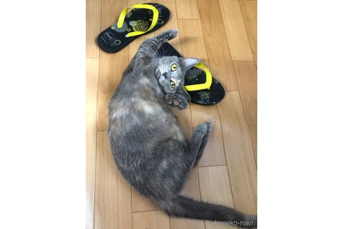 販売中の大阪府のマンチカン(短足)-120898の3枚目