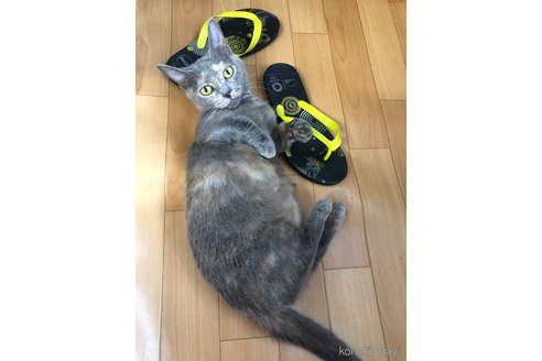 販売中の大阪府のマンチカン(短足)-120898の2枚目