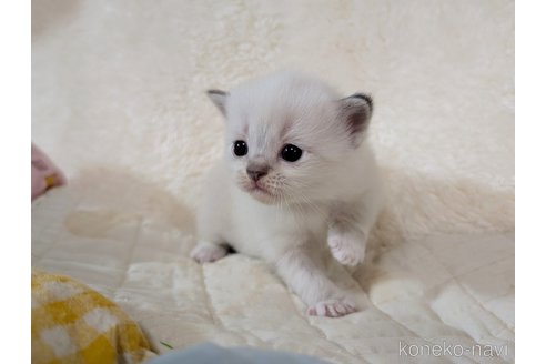 販売中の宮城県のスコティッシュフォールド-120900の5枚目