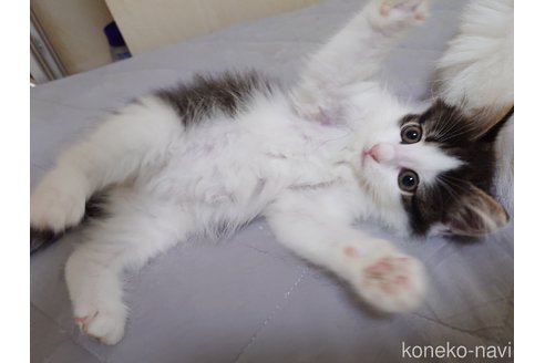 販売中の埼玉県のノルウェージャンフォレストキャット-118662の9枚目