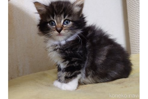 販売中の埼玉県のノルウェージャンフォレストキャット-118663