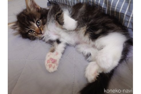 販売中の埼玉県のノルウェージャンフォレストキャット-118663の7枚目