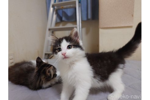 販売中の埼玉県のノルウェージャンフォレストキャット-118662