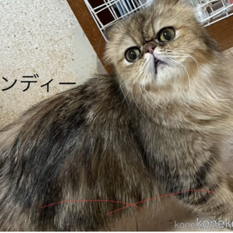 キャンディちゃん1枚目