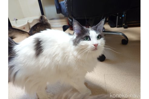 販売中の埼玉県のノルウェージャンフォレストキャット-103929の2枚目