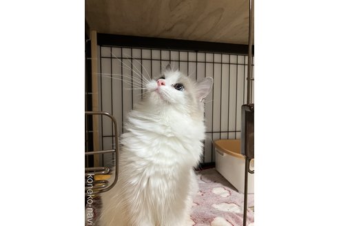花ちゃん1枚目