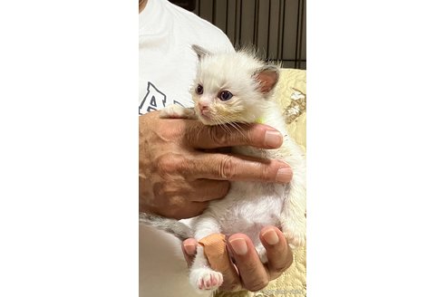 販売中の滋賀県のラグドール-120935の1枚目