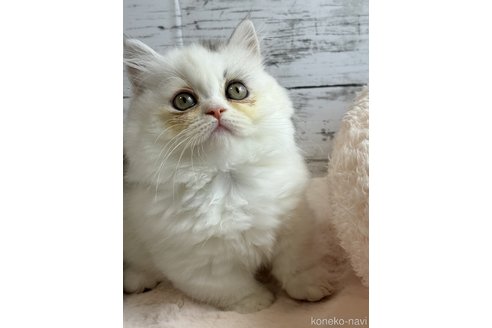 販売中の奈良県のミヌエット(短足)-118397の4枚目