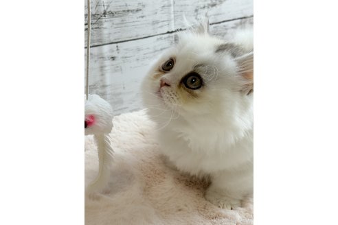販売中の奈良県のミヌエット(短足)-118397の3枚目