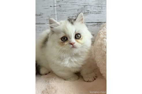販売中の奈良県のミヌエット(短足)-118397の2枚目