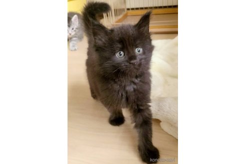 販売中の岡山県のメインクーン-120942の3枚目