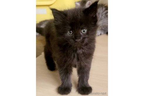 販売中の岡山県のメインクーン-120942の2枚目
