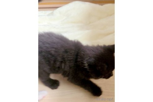 販売中の岡山県のメインクーン-120943の4枚目