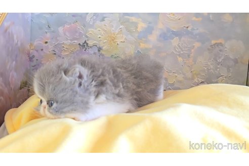 販売中の長野県のエキゾチックショートヘア-120944の3枚目