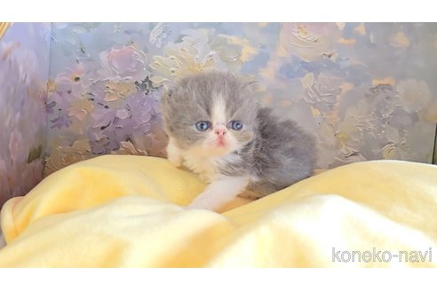 販売中の長野県のエキゾチックショートヘア-120944の2枚目