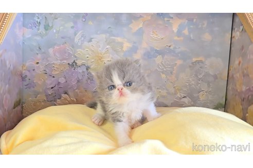 販売中の長野県のエキゾチックショートヘア-120944の4枚目