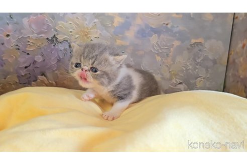 販売中の長野県のエキゾチックショートヘア-120946の3枚目