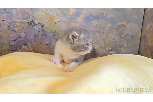 販売中の長野県のエキゾチックショートヘア-120946の4枚目