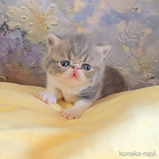 販売中の長野県のエキゾチックショートヘア-120946