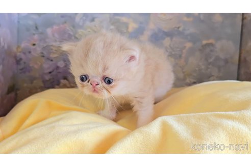 商談中の長野県のエキゾチックショートヘア-120947の2枚目