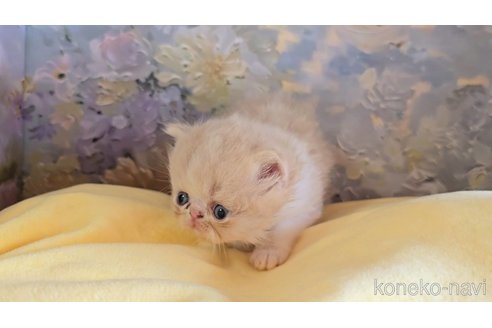 商談中の長野県のエキゾチックショートヘア-120947の3枚目