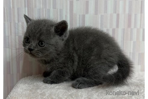 販売中の千葉県のブリティッシュショートヘア-120948の2枚目