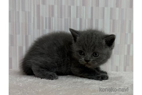 販売中の千葉県のブリティッシュショートヘア-120948の3枚目