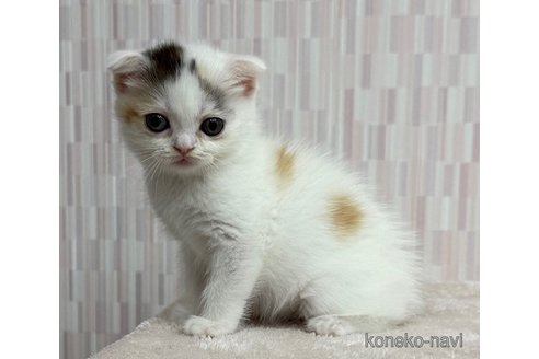 販売中の千葉県のスコティッシュフォールド(折れ耳)-120949の3枚目