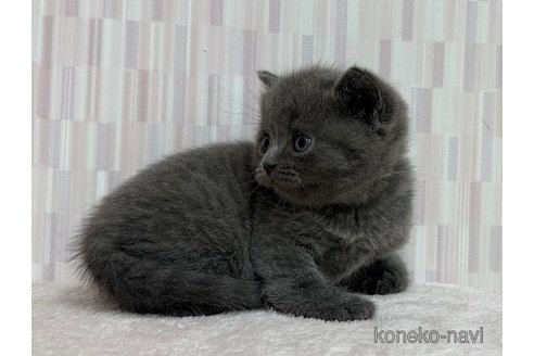 販売中の千葉県のブリティッシュショートヘア-120950の2枚目