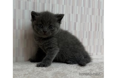 販売中の千葉県のブリティッシュショートヘア-120950の3枚目