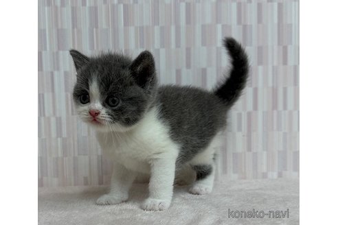 販売中の千葉県のブリティッシュショートヘア-120951の2枚目