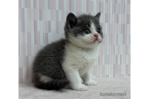 販売中の千葉県のブリティッシュショートヘア-120951の3枚目