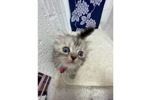 販売中の鳥取県のミヌエット-120952の5枚目