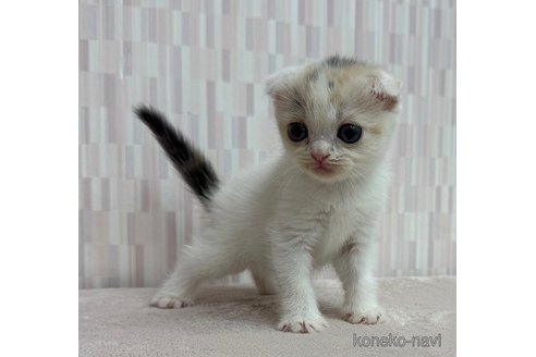 販売中の千葉県のスコティッシュフォールド(折れ耳)-120953の2枚目