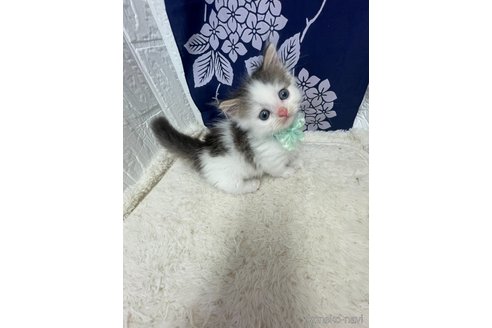 販売中の鳥取県のミヌエット(短足)-120955の9枚目